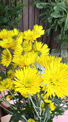 Chrysanthemums