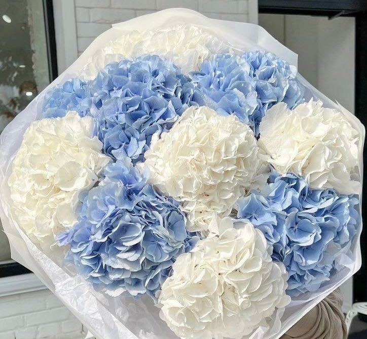 White and Blue Hydrangeas